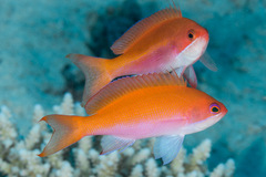 Pseudanthias taeniatus