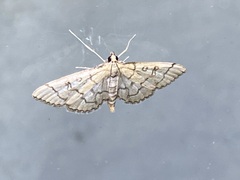 Blepharomastix ranalis