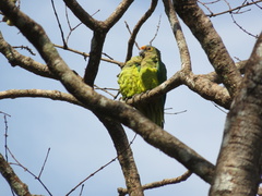 Eupsittula aurea