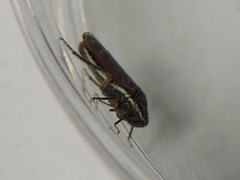 Cuerna costalis