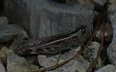 Ramburiella hispanica