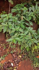 Heliotropium tiaridioides