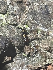 Dromius quadrimaculatus