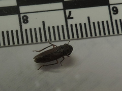 Cuerna costalis