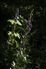 Aconitum napellus