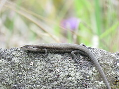 Pseudemoia entrecasteauxii