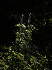 Aconitum napellus