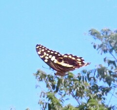 Papilio demodocus demodocus