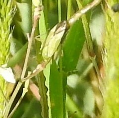 Closterotomus norwegicus