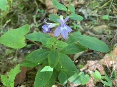 Lobelia puberula