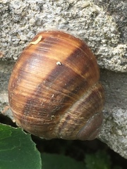 Helix lucorum