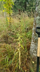 Campanula cervicaria