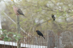 Chrysomus ruficapillus