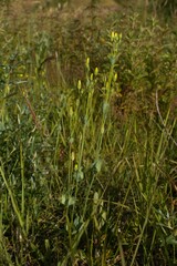 Blackstonia perfoliata