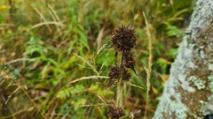 Campanula cervicaria