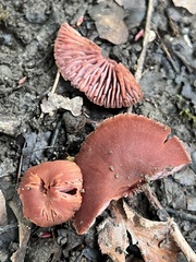 Cortinarius sanguineus