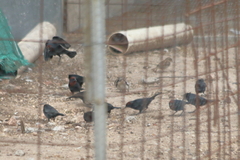 Chrysomus ruficapillus