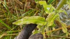 Campanula cervicaria