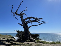 Cupressus macrocarpa