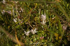 Lysimachia tenella