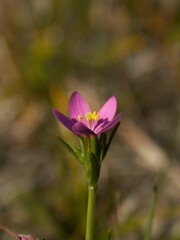 Centaurium littorale