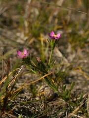 Centaurium littorale