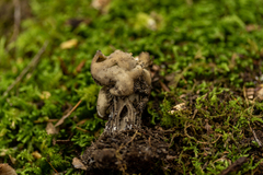 Helvellaceae