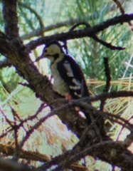 Dendrocopos syriacus
