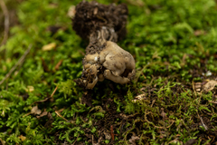 Helvellaceae