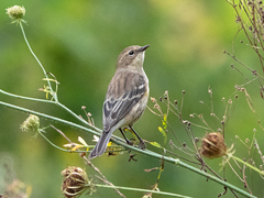 Setophaga coronata coronata