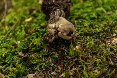 Helvellaceae