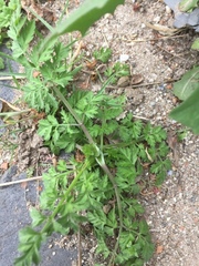 Chaerophyllum temulum