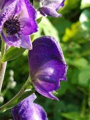 Aconitum napellus