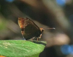 Eagris nottoana