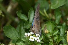 Pseudolycaena