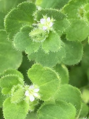 Veronica hederifolia-sublobata-triloba