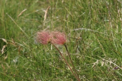 Geum montanum