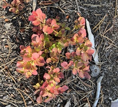 Vaccinium cespitosum