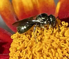 Ceratina