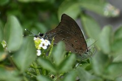 Pseudolycaena