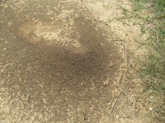 Pogonomyrmex barbatus