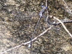 Lestidae
