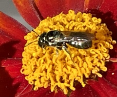 Ceratina