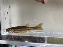 Chrosomus eos × neogaeus