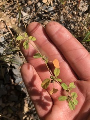 Croton monanthogynus