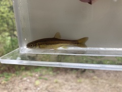 Chrosomus eos × neogaeus