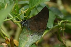 Pseudolycaena