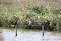Phalacrocorax carbo