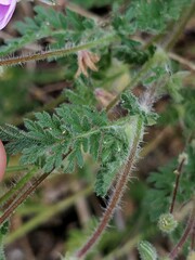 Erodium lebelii