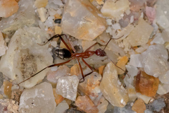 Leptomyrmex tibialis